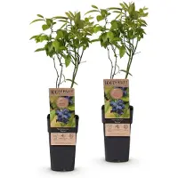 Green Boutiq - Obstpflanze - Vaccinium corymbosum Patriot - Blaubeere - Winterhart - Blaue Beere - 2 Pflanzen - Topf 15cm - Höhe 50cm