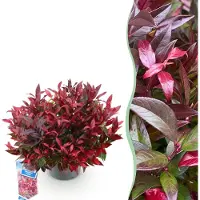 Green Boutiq GreenboutiQ - Gartenpflanze - Leucothoe Zeblid - Rot - 1 Pflanze - Immergrün - Wenig Pflege - Topf 17cm Höhe 35 - 45cm
