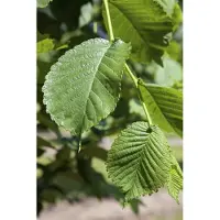 Pflanzen für Dich Morus alba, Weiße Maulbeere, 80–100 cm