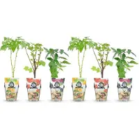 Green Boutiq GreenboutiQ - Obstpflanzen - Tricolour - Rote Johannisbeere - Gelbe Himbeere - Schwarze Brombeere - Winterhart - 6 Pflanzen - Topf 9cm
