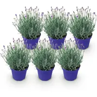 Green Boutiq GreenboutiQ - Gartenpflanze - Lavandula angustifolia Hidcote - Lavendel - Winterhart - Lila - 6 Pflanzen - Topf 12cm - Höhe 15-25cm