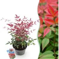 Green Boutiq GreenboutiQ - Gartenpflanze - Nandina Obsessed - Rot - 1 Pflanze - Immergrün - Wenig Pflege - Topf 17cm Höhe 35 - 45cm