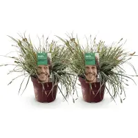 Green Boutiq - Ziergräser - Carex oshimensis Everest - Weiß und Grün - 2 Pflanzen - Immergrün - Wenig Pflege - Topf 17cm Höhe 50cm