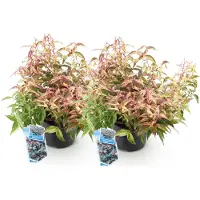 Green Boutiq GreenboutiQ - Gartenpflanze - Leucothoe Makijaz - Braun - 2 Pflanzen - Immergrün - Wenig Pflege - Topf 17cm Höhe 35 - 45cm