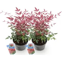 Green Boutiq GreenboutiQ - Gartenpflanze - Nandina Obsessed - Rot - 2 Pflanzen - Immergrün - Wenig Pflege - Topf 17cm Höhe 35 - 45cm