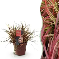 Green Boutiq GreenboutiQ - Ziergräser - Uncinia rubra Everflame - Rot - 1 Pflanze - Immergrün - Winterhart - Topf 17cm Höhe 50cm