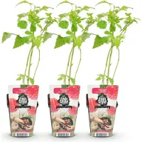 Green Boutiq GreenboutiQ - Obstpflanzen - Himbeere - Rubus idaeus Ottawa - Winterhart - 3 Pflanzen - Topf 9 cm - Rote Himbeere