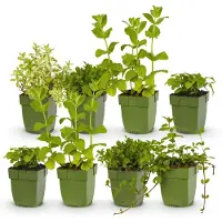 Green Boutiq - Stauden - Beetpakket - Teekräuter - Verschiedene - Sorten und Farben - 6 Pflanzen - Topf 11cm - Höhe 15-25cm