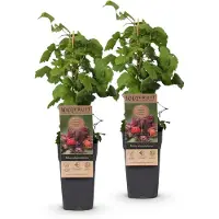 Green Boutiq - Obst gepflanzt - Rubus phoenicolasius - Japanische Weinbeere - Winterhart - Leuchtende Rote Himbeere - 2 Pflanzen - Topf 15cm - Höhe 50cm