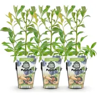Green Boutiq GreenboutiQ - Obstpflanzen - Blaubeere - Vaccinium corymbossum Bluecrop - Winterhart - 3 Pflanzen - Topf 9 cm - Blaubeere