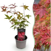 Green Boutiq GreenboutiQ - Gartenpflanze - Acer palmatum Beni-maiko - Rot - 1 Pflanze - Laubabwerfend - Wenig Pflege - Topf 12cm Höhe 35cm