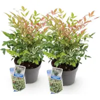 Green Boutiq GreenboutiQ - Gartenpflanze - Nandina Twilight - Bunt & Rosa - 2 Pflanzen - Immergrün - Wenig Pflege - Topf 17cm Höhe 35 - 45cm