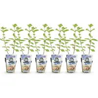 Green Boutiq GreenboutiQ - Obstpflanzen - Honigbeere - Lonicera caerulea Kamtschatica - Winterhart - 6 Pflanzen - Topf 9 cm - Blaue Beere