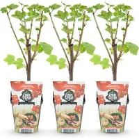 Green Boutiq GreenboutiQ - Obstpflanzen - Rote Johannisbeere - Ribes rubrum Jonkheer van Tets - Winterhart - 3 Pflanzen - Topf 9 cm - Rote Johannisbeere