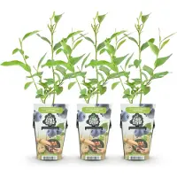 Green Boutiq GreenboutiQ - Obstpflanzen - Blaubeere - Vaccinium corymbossum Goldtraube - Winterhart - 3 Pflanzen - Topf 9 cm - Blaubeere