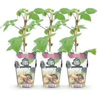 Green Boutiq GreenboutiQ - Obstpflanzen - Brombeere - Rubus Black Satin - Winterhart - 3 Pflanzen - Topf 9 cm - Schwarze Brombeere