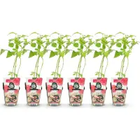 Green Boutiq GreenboutiQ - Obstpflanzen - Himbeere - Rubus idaeus Heritage - Winterhart - 6 Pflanzen - Topf 9 cm - Rote Himbeere