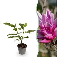Green Boutiq GreenboutiQ - Gartenpflanze - Magnolia liliiflora Nigra - Blüte Lila - 1 Pflanze - Laubabwerfend - Geringer Pflegeaufwand - Topf 12cm Höhe 30cm