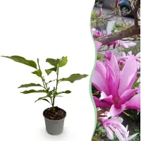 Green Boutiq GreenboutiQ - Gartenpflanze - Magnolia Susan - Blüte Lila - 1 Pflanze - Laubabwerfend - Wenig Pflege - Topf 12cm Höhe 30cm