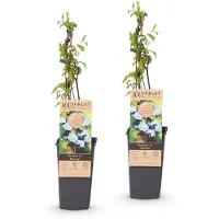 Green Boutiq - Fruchtpflanze - Vaccinium corymbosum Bluecrop - Heidelbeere - Winterhart - Blaubeere - 2 Pflanzen - Topf 15cm - Höhe 50cm