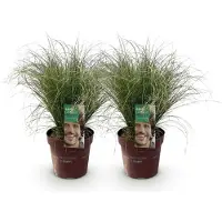 Green Boutiq GreenboutiQ - Ziergräser - Carex comans Frosted Curls - Grün - 2 Pflanzen - Immergrün - Wenig Pflege - Topf 17cm Höhe 50cm