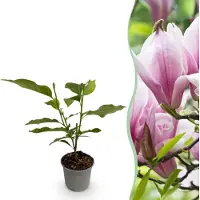 Green Boutiq GreenboutiQ - Gartenpflanze - Magnolia George Henry Kern - Blüte Rosa - 1 Pflanze - Laubabwerfend - Pflegeleicht - Topf 12cm Höhe 30cm