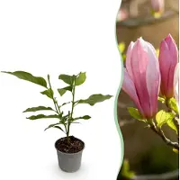 Green Boutiq GreenboutiQ - Gartenpflanze - Magnolia Ricki - Blüte Rot - 1 Pflanze - Laubabwerfend - Wenig Pflege - Topf 12cm Höhe 30cm