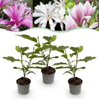 Green Boutiq GreenboutiQ - Gartenpflanze - Magnolia Tricolour - Blüte Weiß-Rosa-Lila - 3 Pflanzen - Laubabwerfend - Wenig Pflege - Topf 12cm Höhe 30cm