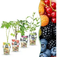 Green Boutiq GreenboutiQ - Obstpflanzen - Regenbogen - Rote Johannisbeere - Gelbe Himbeere - Schwarze Brombeere - Blaubeere - Winterhart - 4 Pflanzen - Topf 9cm