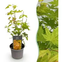 Green Boutiq GreenboutiQ - Gartenpflanze - Acer palmatum Orange Dream - Orange - 1 Pflanze - Laubabwerfend - Wenig Pflege - Topf 12cm Höhe 35cm