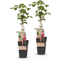 Green Boutiq - Obst pflanze - Rubus log. Tayberry - Brombeeren - Winterhart - Lila Himbeeren - 2 Pflanzen - Topf 15cm - Höhe 50cm