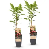 Green Boutiq - Obstpflanze - Actinidia deliciosa Ken,s Red - Kiwi-Pflanze - Weiblich - Rote Frucht - 2 Pflanzen - Topf 15cm - Höhe 50cm