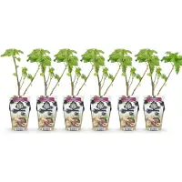 Green Boutiq GreenboutiQ - Obstpflanzen - Schwarze Johannisbeere - Ribes nigrum Titania - Winterhart - 6 Pflanzen - Topf 9 cm - Schwarze Johannisbeere