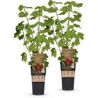Green Boutiq - Obstpflanze - Ribes rubrum Jonkheer van Tets - Beerenpflanze - Frosthart - Rote Johannisbeere - 2 Pflanzen - Topf 15cm - Höhe 50cm