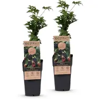Green Boutiq - Obstpflanze - Rubus fruticosus Thornless Evergreen - Brombeerpflanze - Dornenlos - Schwarze Brombeere - 2 Pflanzen - Topf 15cm - Höhe 50cm