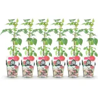 Green Boutiq GreenboutiQ - Obstpflanzen - Taybes - Rubus Tayberry - Winterhart - 6 Pflanzen - Topf 9 cm - Rote Früchte