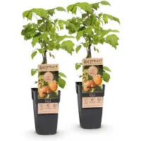 Green Boutiq - Obstpflanze - Rubus idaeus Fallgold - Himbeerpflanze - Winterhart - Gelbe Himbeere - 2 Pflanzen - Topf 15cm - Höhe 50cm
