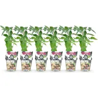 Green Boutiq GreenboutiQ - Obstpflanzen - Dornlose Brombeere - Rubus Thornfee - Winterhart - 6 Pflanzen - Topf 9 cm - Schwarze Brombeere
