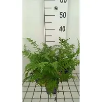 GRDplanten 6 x Athyrium filix-femina 'Lady In Red' - Rotschäftiger Frauenfarn - Topf 9 x 9 cm