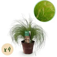 Green Boutiq GreenboutiQ - Ziergräser - Stipa tenuifolia Pony Tails - Grün - 4 Pflanzen - Immergrün - Wenig Pflege - Topf 17cm Höhe 50cm