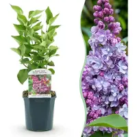 Green Boutiq - Gartenpflanze - Syringa vulgaris Michel Buchner - Gewöhnlicher Flieder - Frostbeständig - Rosa - 1 Pflanze - Topf 17cm - Höhe 45cm