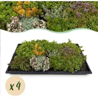 Green Boutiq GreenboutiQ - Bodendecker - Winterhart - Sedummatte - Besteht aus 10 Sorten - X4 - Wenig Pflege - Länge 50cm Breite 30cm