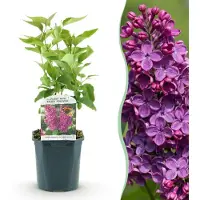 Green Boutiq - Gartenpflanze - Syringa vulgaris Ludwig Spath - Gewöhnliche Flieder - Winterhart - Lila - 1 Pflanze - Topf 17cm - Höhe 45cm