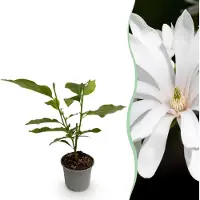 Green Boutiq GreenboutiQ - Gartenpflanze - Magnolia stellata Royal Star - Blüte Weiß - 1 Pflanze - Laubabwerfend - Wenig Pflege - Topf 12cm Höhe 30cm