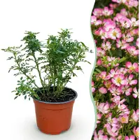 Green Boutiq - Gartenrose - Rosa Cutie Pie - Rose - Winterhart - Rosa - 1 Pflanze - Topf 12cm - Höhe 20-25cm