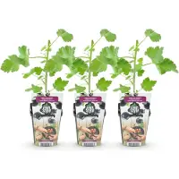 Green Boutiq GreenboutiQ - Obstpflanzen - Jostabes - Ribes Jostabes - Winterhart - 3 Pflanzen - Topf 9 cm - Schwarze Johannisbeere