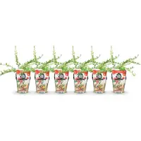 Green Boutiq GreenboutiQ - Obstpflanzen - Blaubeere - Vaccinium macrophylla Early Black - Winterhart - 6 Pflanzen - Topf 9 cm - Dunkelrote Beere