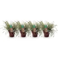 Green Boutiq - Ziergräser - Carex oshimensis Everest - Weiß und Grün - 4 Pflanzen - Immergrün - Wenig Pflege - Topf 17cm Höhe 50cm