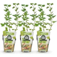 Green Boutiq GreenboutiQ - Obstpflanzen - Stachelbeere - Ribes uva-crispa Hinnonmaki Grün - Winterhart - 3 Pflanzen - Topf 9 cm - Grüne Beere