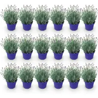 Green Boutiq GreenboutiQ - Gartenpflanze - Lavandula angustifolia Hidcote - Lavendel - Winterhart - Lila - 18 Pflanzen - Topf 12cm - Höhe 15-25cm